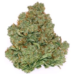Glue